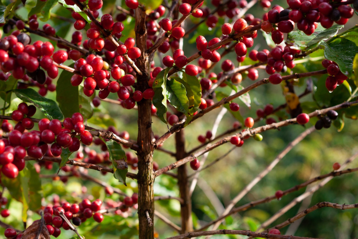 Plantação de café: conheça todas as suas etapas