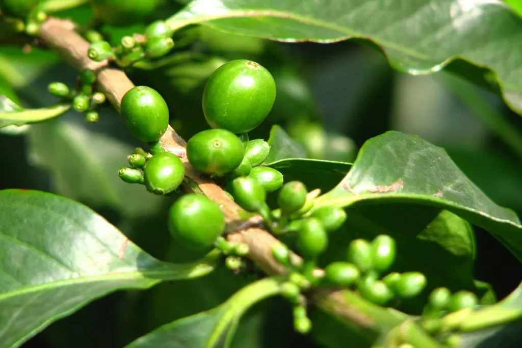 Grãos de café verde em um ramo de cafeeiro em plantação.