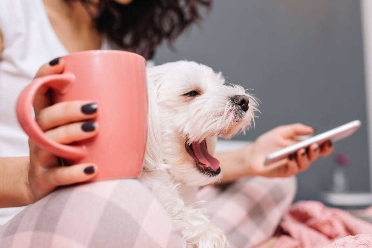 Pessoa segurando caneca salmão de café e cão Poodle no colo enquanto usa smartphone representando o tema Ingestão de café