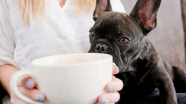 Pessoa com cachorro pequeno no colo enquanto segura xícara grande de café na cor branca representando o tema Ingestão de café