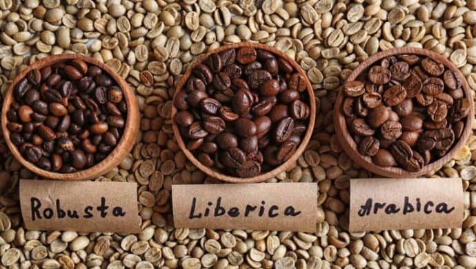 grãos de café robusta, arábica e libérica