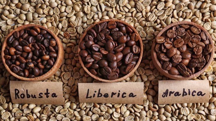 grãos de café robusta, arábica e libérica