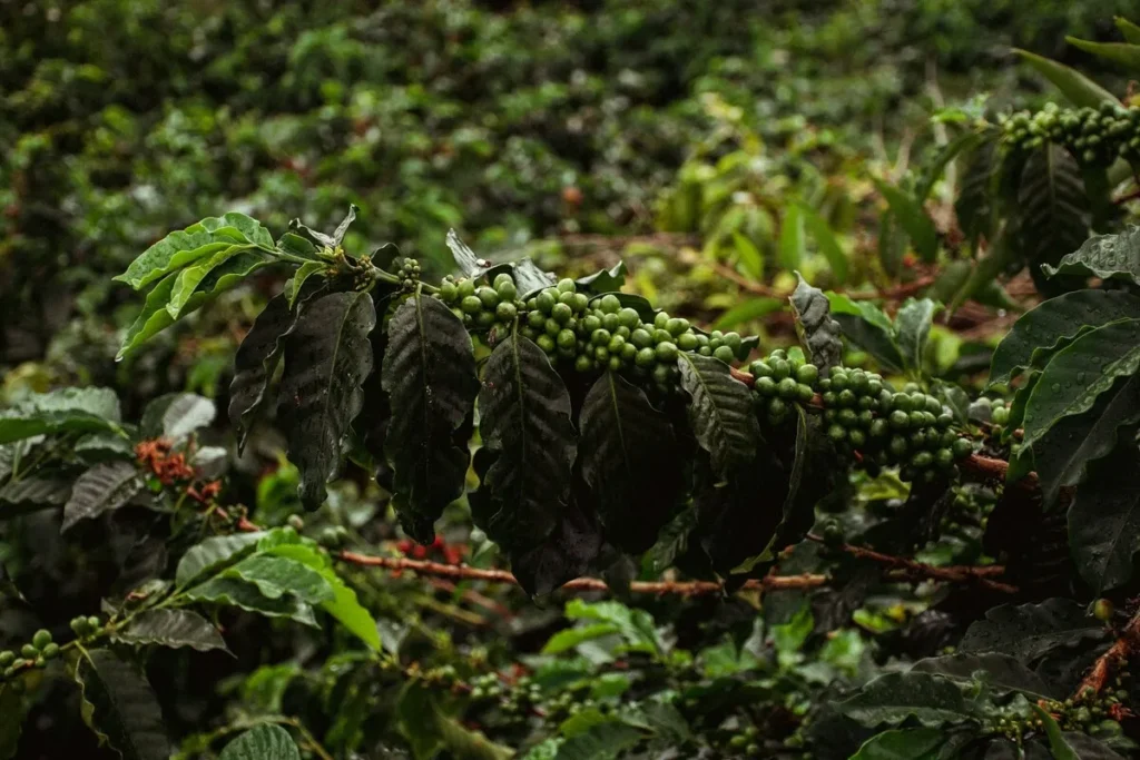 Close-up de um pé de café em uma plantação, mostrando um ramo com folhas verdes escuras e cachos de grãos de café verdes. A imagem destaca a fase de crescimento do fruto antes da colheita.