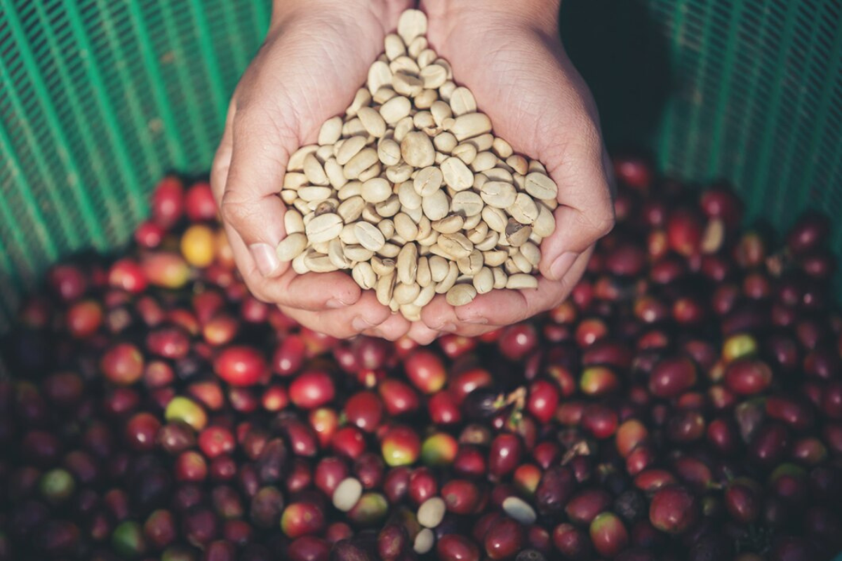 Descubra os fatores que fazem o preço do café subir