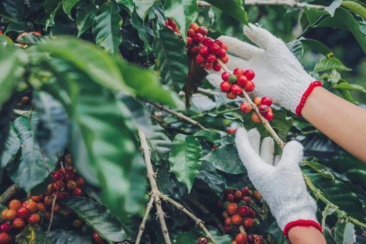 Conheça os 7 passos da produção do café 