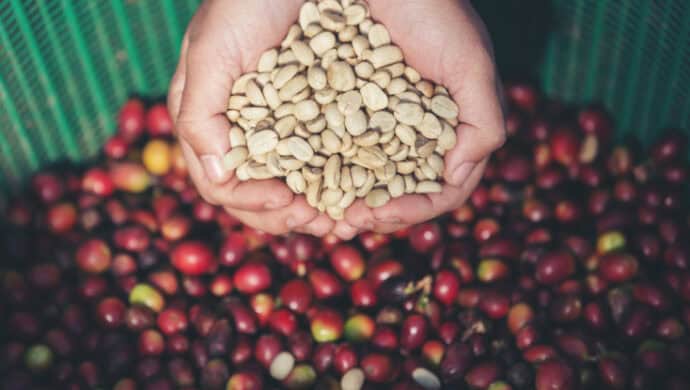 close em mãos segurando grãos de café, ao fundo a fruta do café