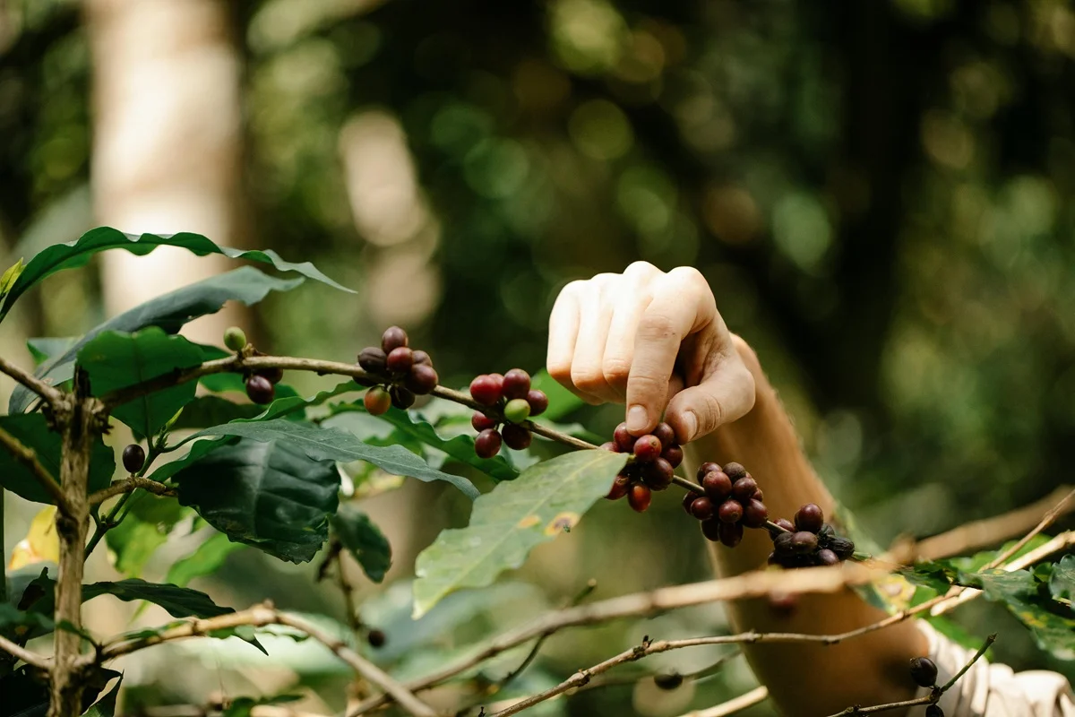 Café arabica preço: descubra qual é e como funciona a precificação