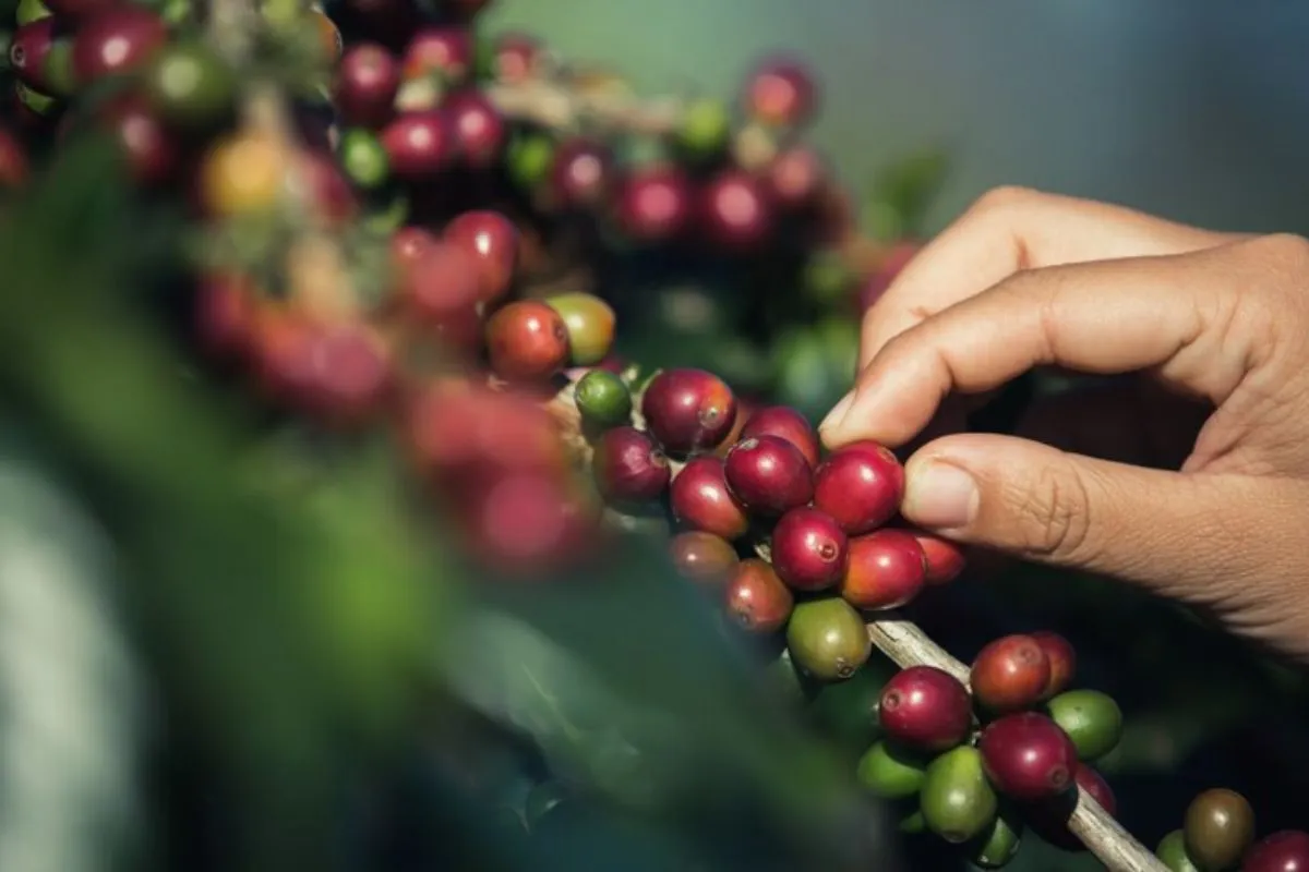 Cacho com frutos de café ainda na planta antes do processo de fermentação