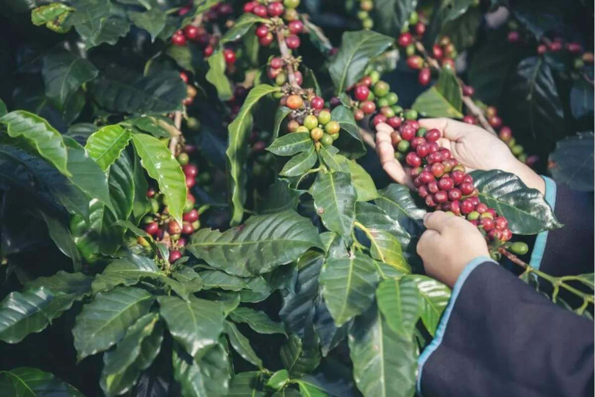 Quais os impactos e as principais estratégias de prevenção para a ferrugem do café?