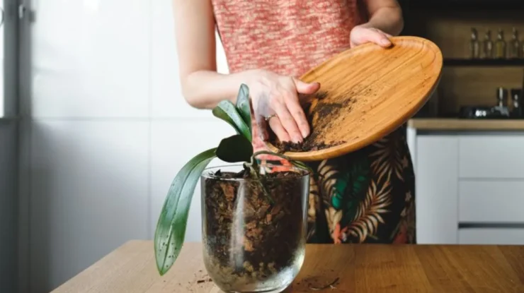 Como utilizar corretamente a borra de café nas plantas?