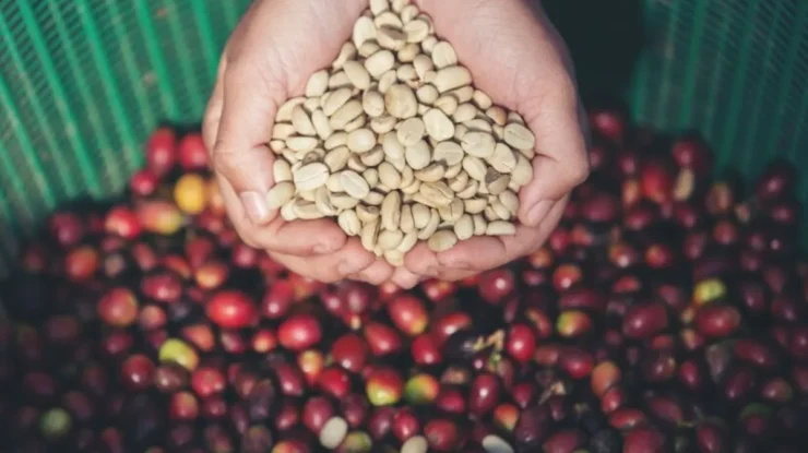 Passo a passo para plantar sementes de café em casa