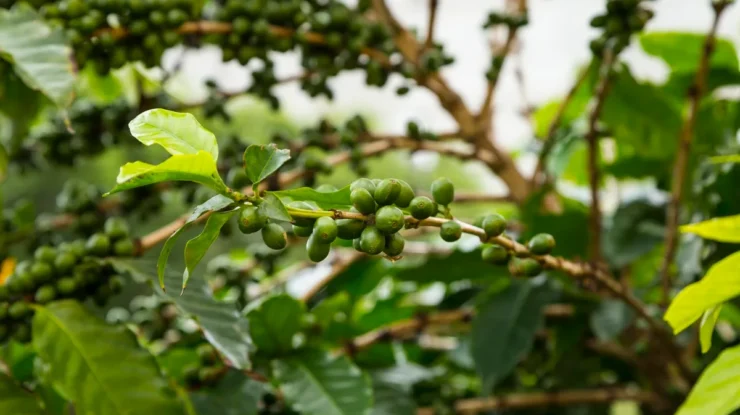 Galhos de uma planta de café exibindo frutos verdes em diferentes estágios de maturação, cercados por folhas verdes vibrantes, em uma plantação tropical.