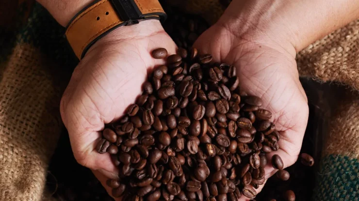 Mãos segurando grãos de café torrado, com fundo de tecido rústico, representando colheita e produção artesanal de café.