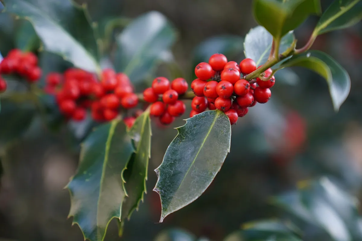 Ramo de planta ornamental com frutos vermelhos vibrantes em contraste com folhas verdes escuras e brilhantes, capturado em um cenário natural desfocado ao fundo.