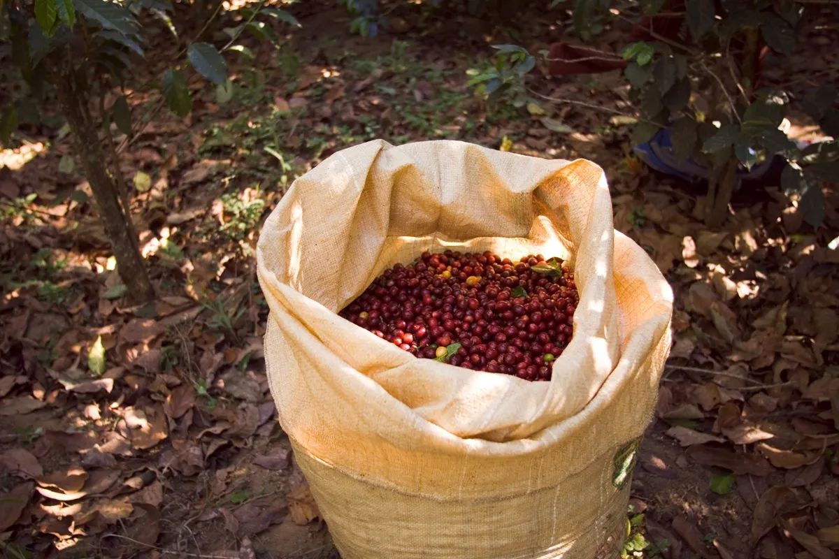 Saco de juta cheio de grãos de café cereja recém-colhidos, em meio a uma plantação com folhas secas no chão, representando a produção artesanal.