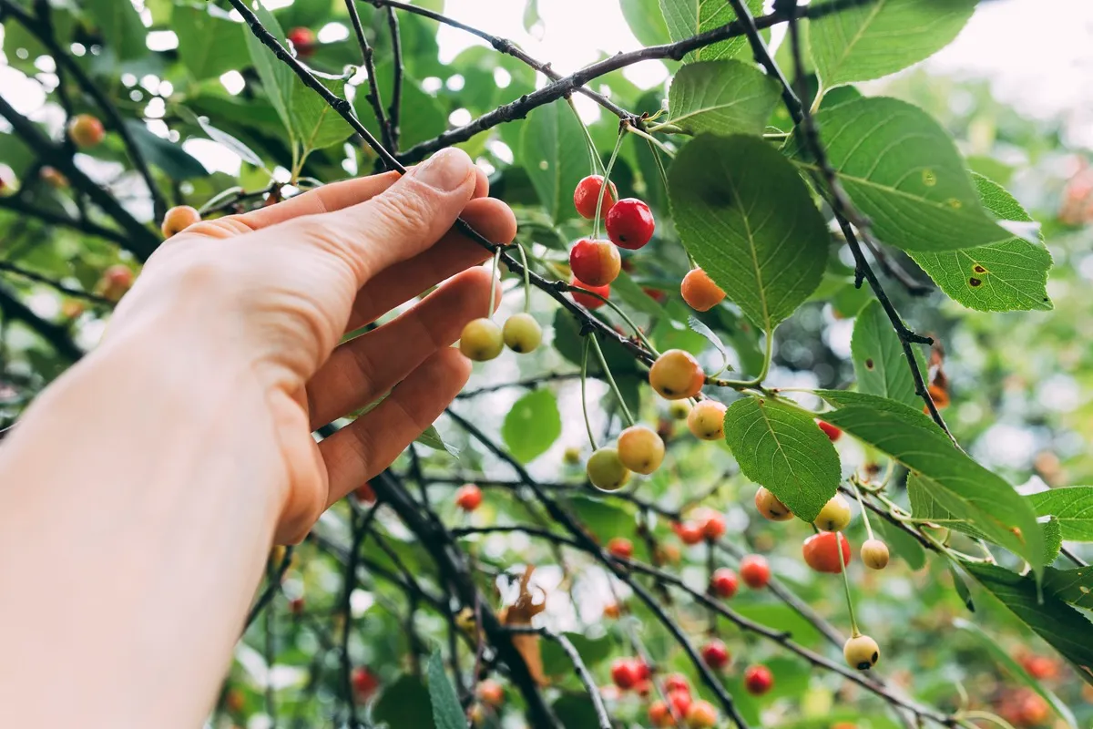Mão segurando ramo com frutos em diferentes estágios de maturação, cercado por folhas verdes em um ambiente de cultivo natural.