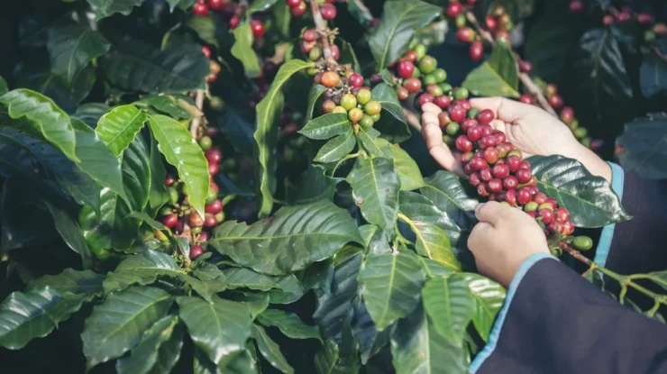 Mãos colhendo grãos de café maduros diretamente do pé em uma plantação.