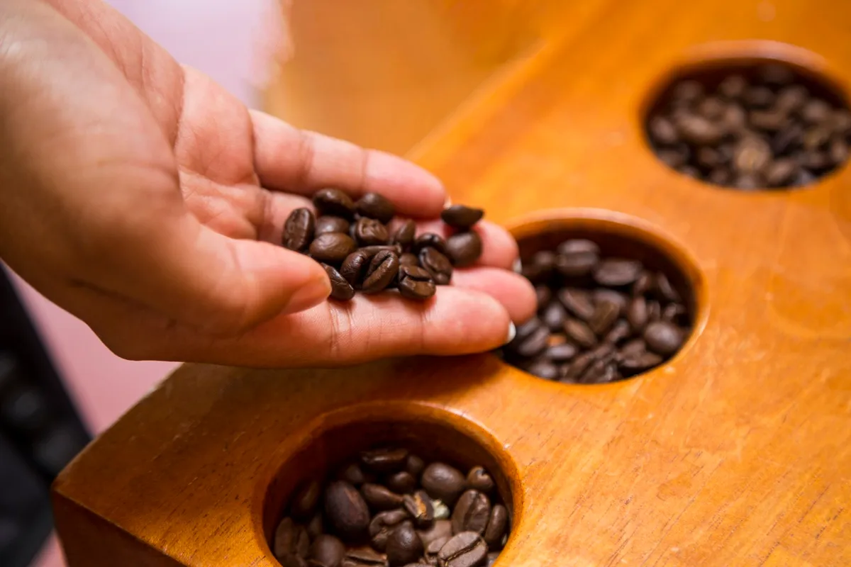 Mão segurando grãos de café torrados sobre uma mesa de madeira com compartimentos cheios de café.