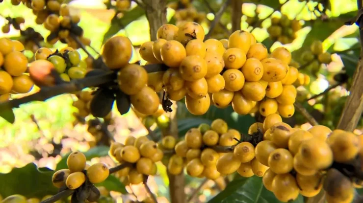 Imagem de grãos de café amarelos em um ramo, destacando a variedade rara e saborosa do café amarelo.