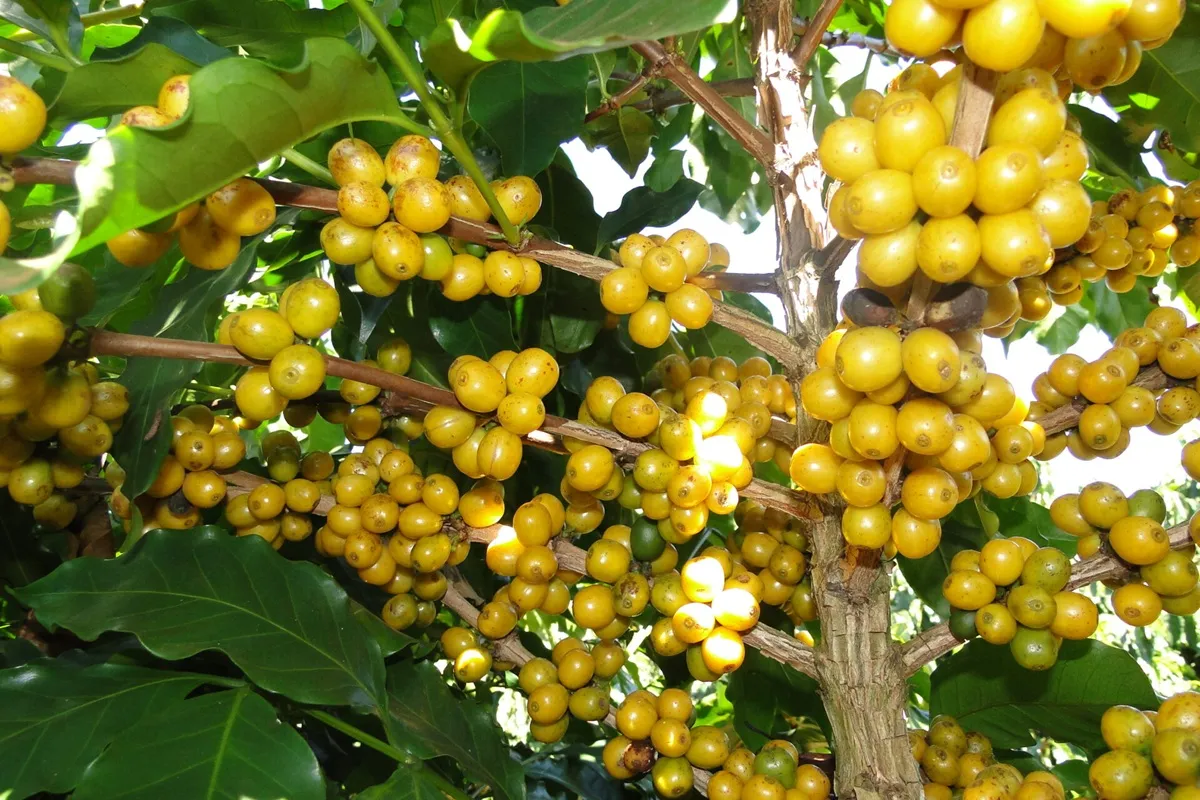 Imagem de grãos de café amarelos em um ramo, mostrando a fase de amadurecimento da planta, típica do café amarelo.