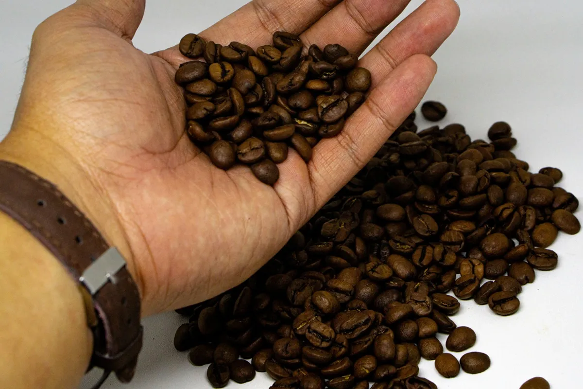 Imagem de uma mão segurando grãos de café frescos com uma grande quantidade de grãos espalhados sobre uma superfície, representando a qualidade do café em grão.